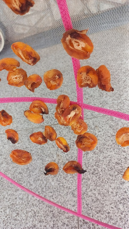 خشک کن سبزی